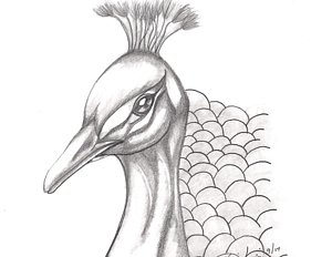 300x232 Peacock Birds Drawings - Peacock Bird Sketch
