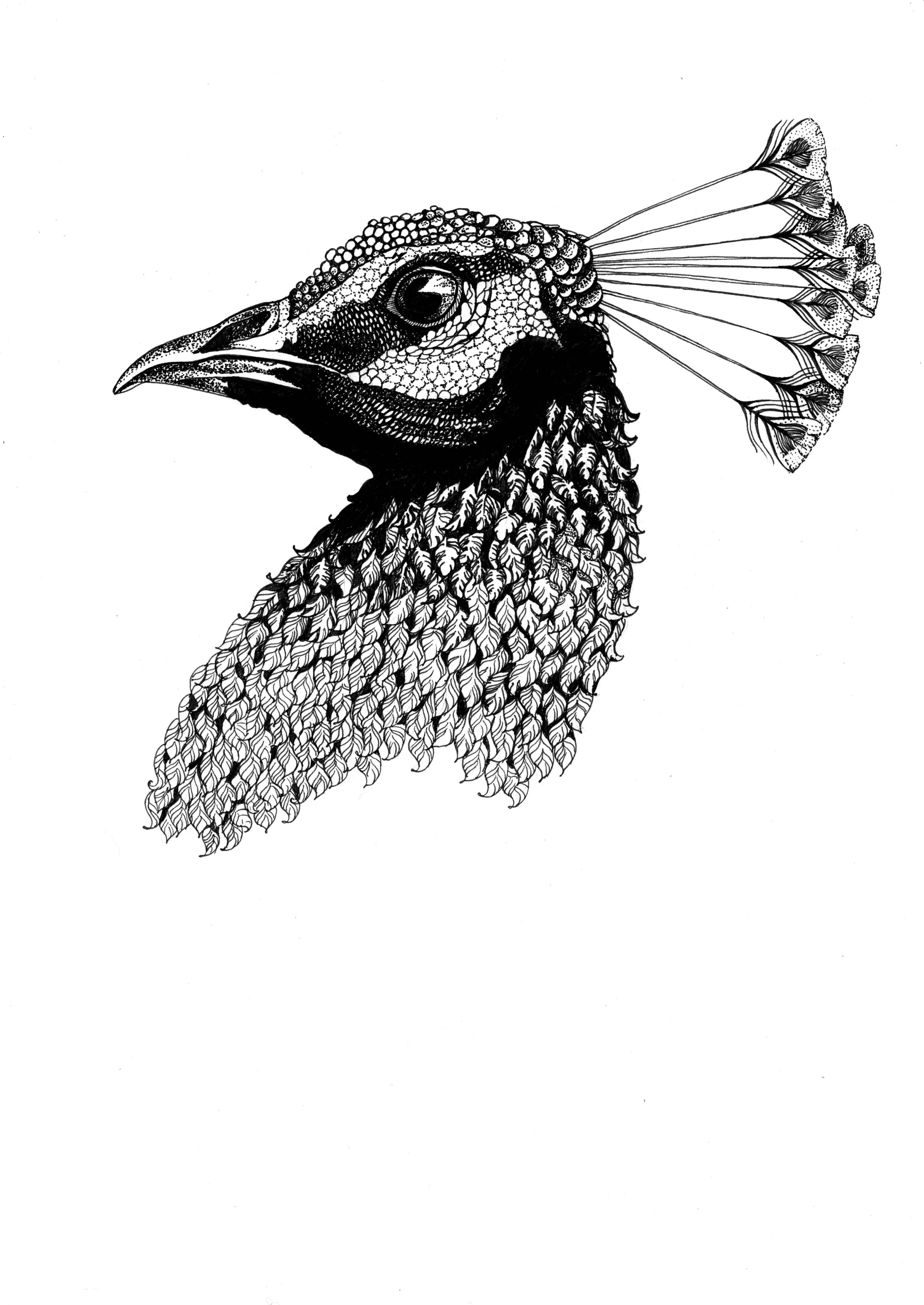 3312x4677 Peacock Bird Sketch Drawing Illustration Art Drawings - Peacock Bird Sketch