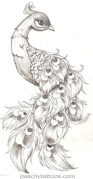 312x600 Drawn Peacock Love Bird - Peacock Bird Sketch