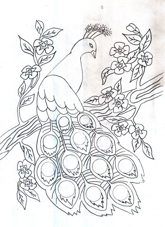 558x768 Peacock Girl Sketch Dump By Sassybananas Traditional Art Drawings - Peacock Drawing Sketch