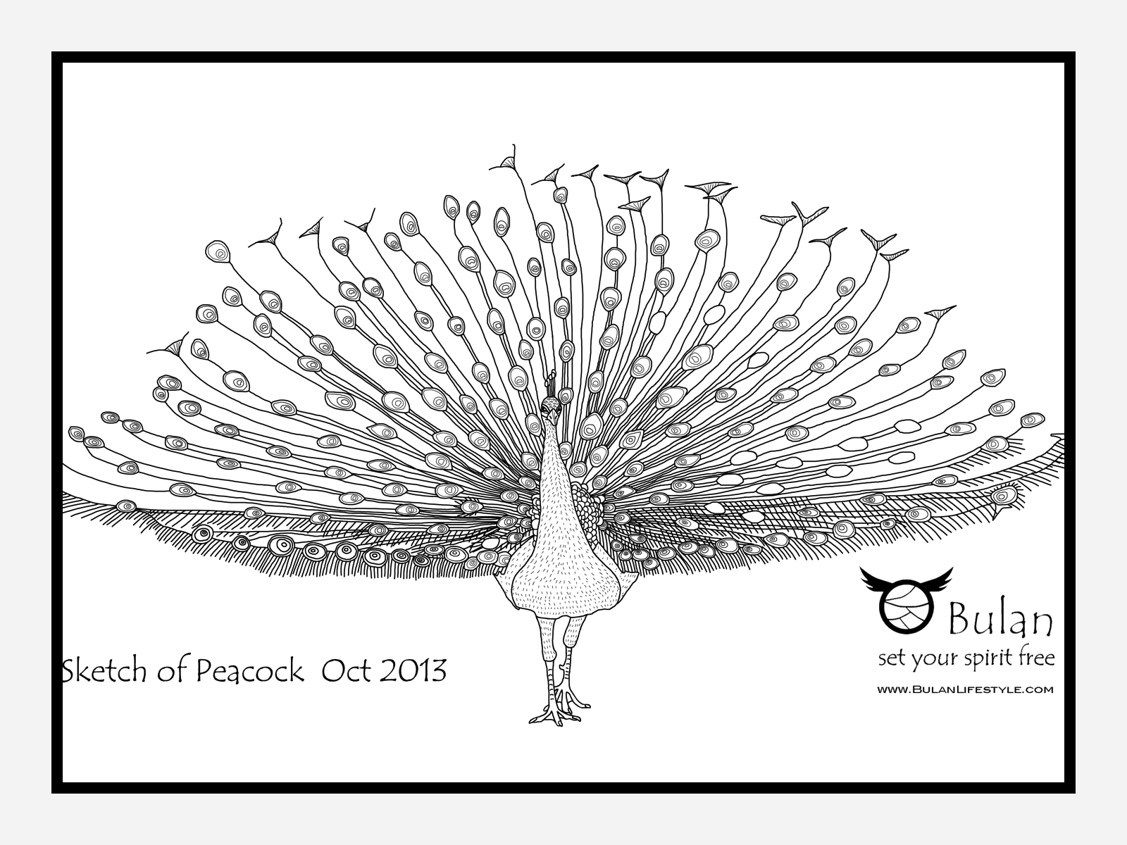 1600x1200 Peacock Drawing - Peacock Drawing Sketch
