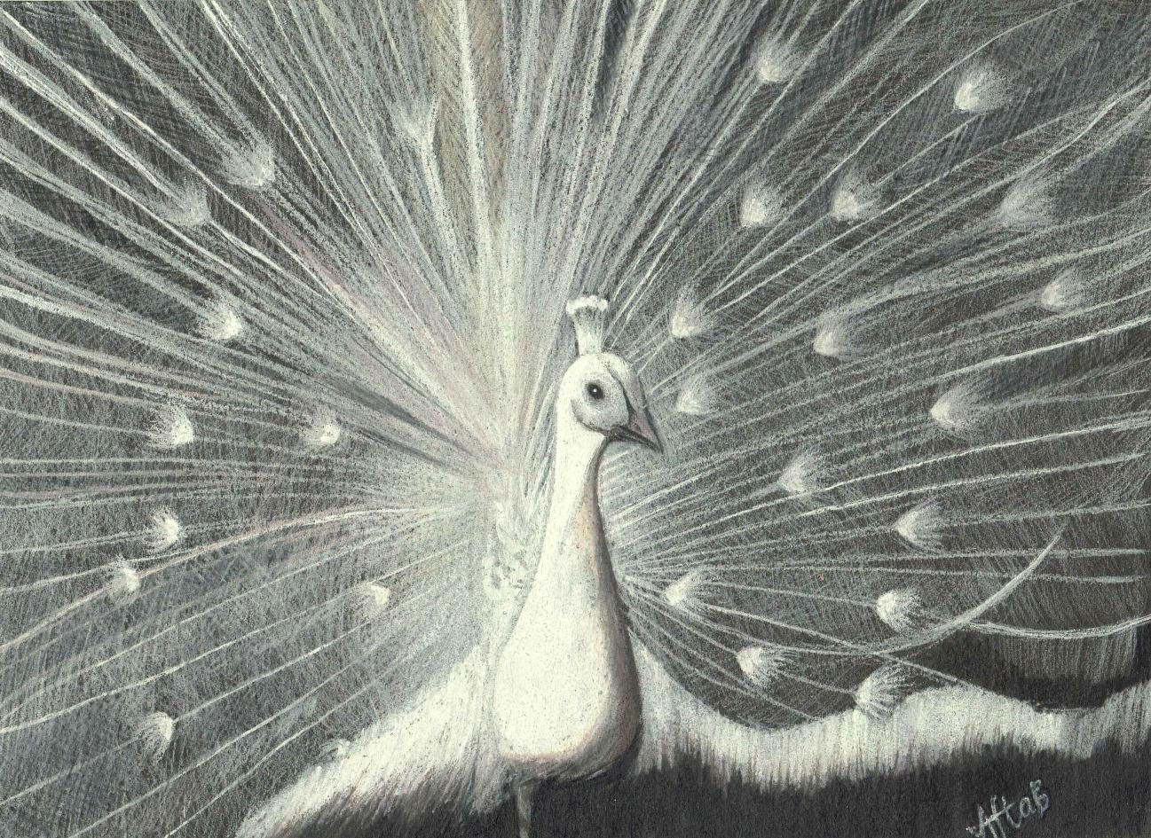 1297x945 Black Amp White Sketches With Pencils Peacock Drawing In Pencil At - Peacock Drawing Sketch