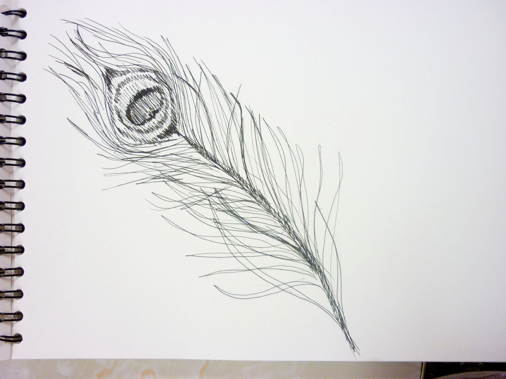 Peacock Feather Sketch At Paintingvalley Com Explore Collection Of