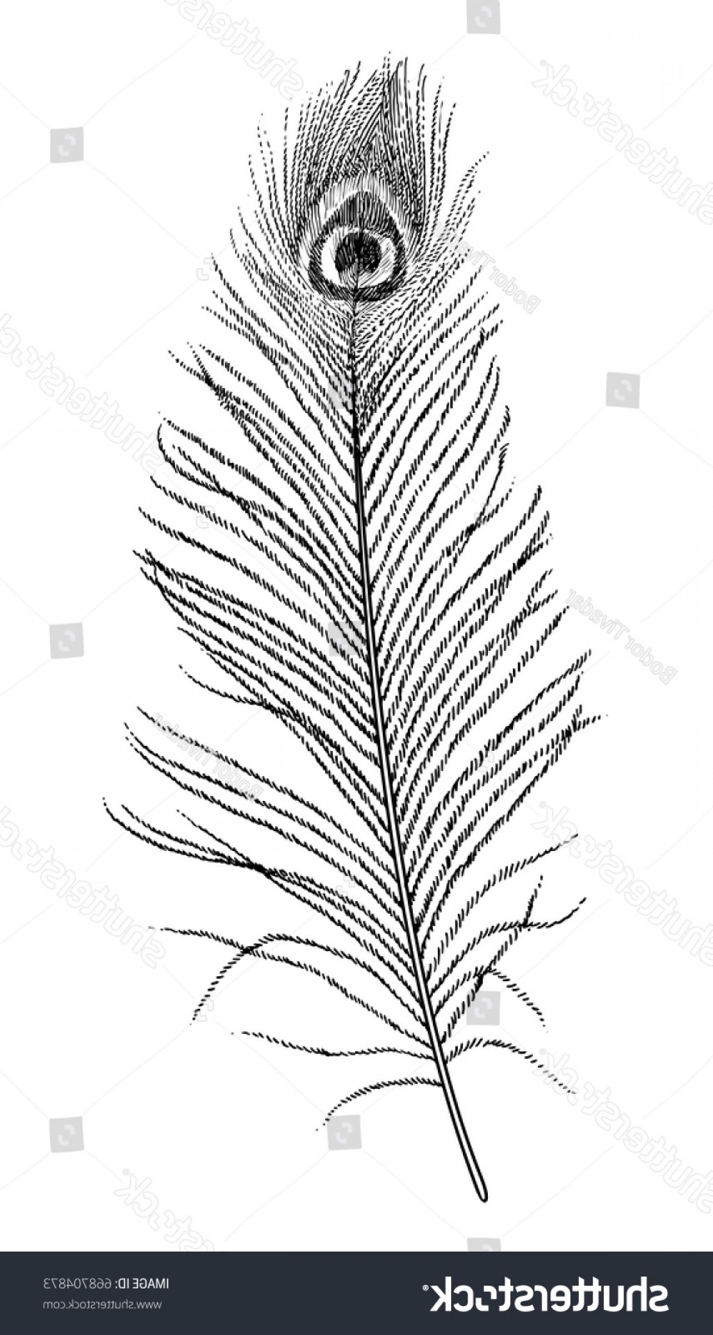 1026x1920 Peacock Feather Illustration Drawing Engraving Ink Shopatcloth - Peacock Feather Sketch