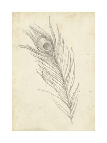 366x488 Peacock Feather Sketch I Posters By Ethan Harper - Peacock Feather Sketch