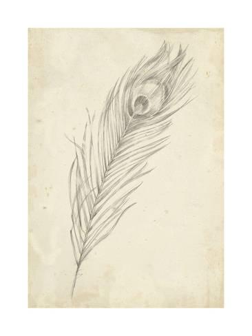 366x488 Peacock Feather Sketch Ii Art By Ethan Harper - Peacock Feather Sketch