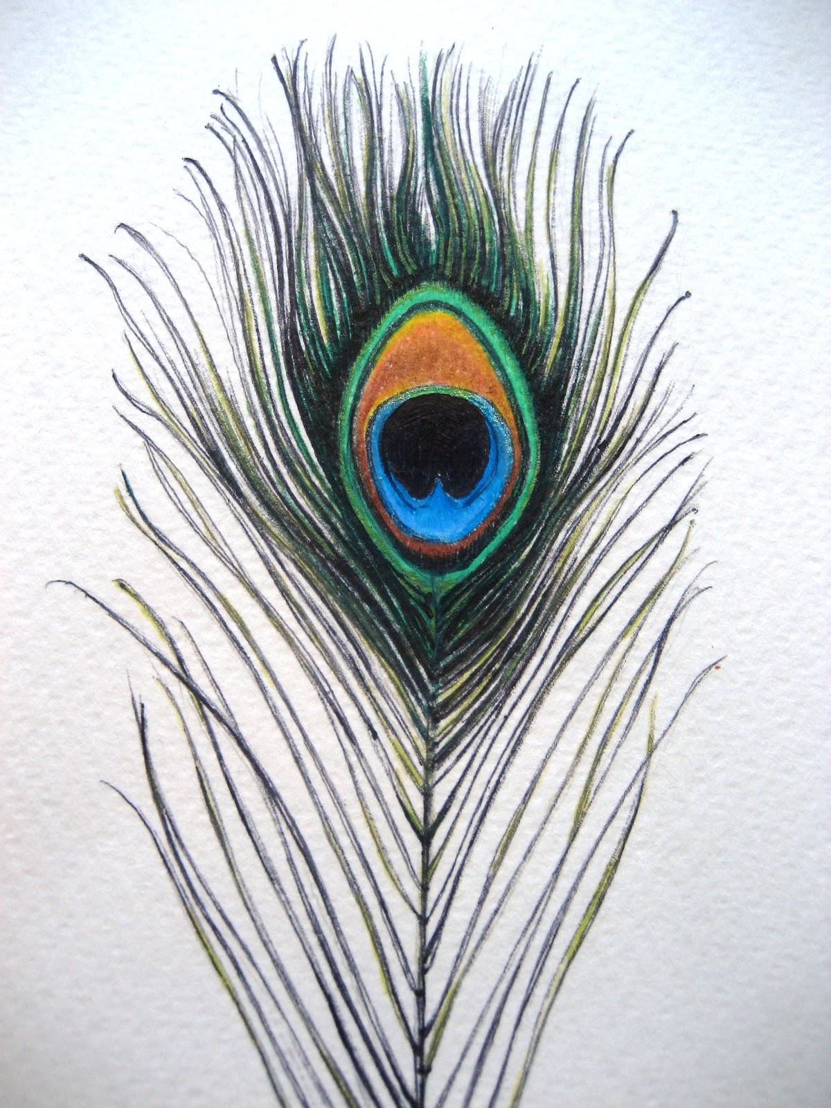 Peacock Feather Sketch at Explore collection of