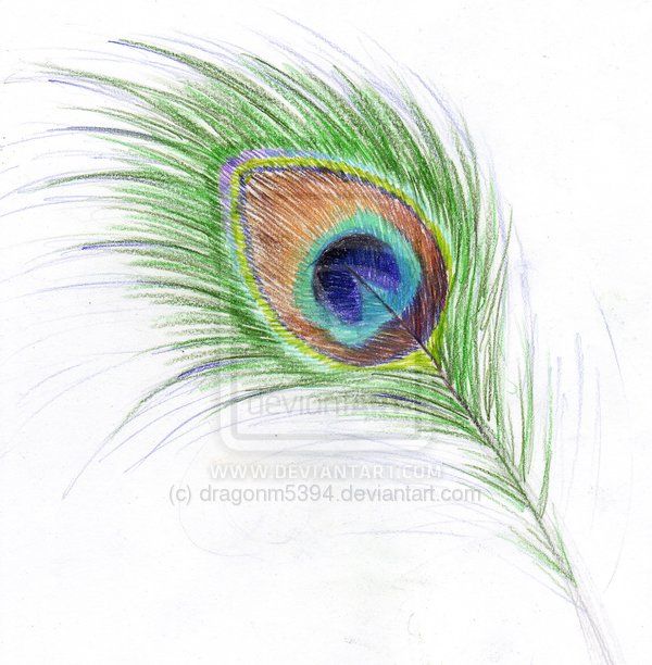 600x612 Peacock Feather By ~dragonm5394 All Things Peacock - Peacock Feather Sketch