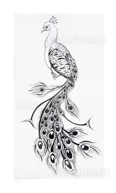Peacock Pencil Sketch At Paintingvalley Com Explore Collection Of