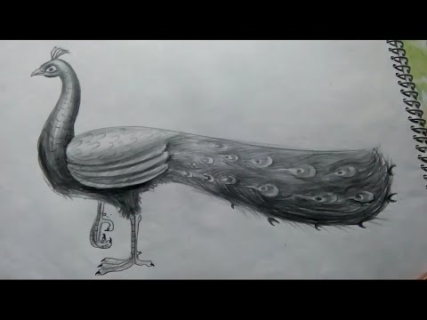 480x360 Drawing A Peacock - Peacock Pencil Sketch