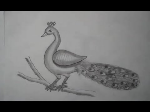 Featured image of post Easy Pencil Pencil Art Peacock Drawing