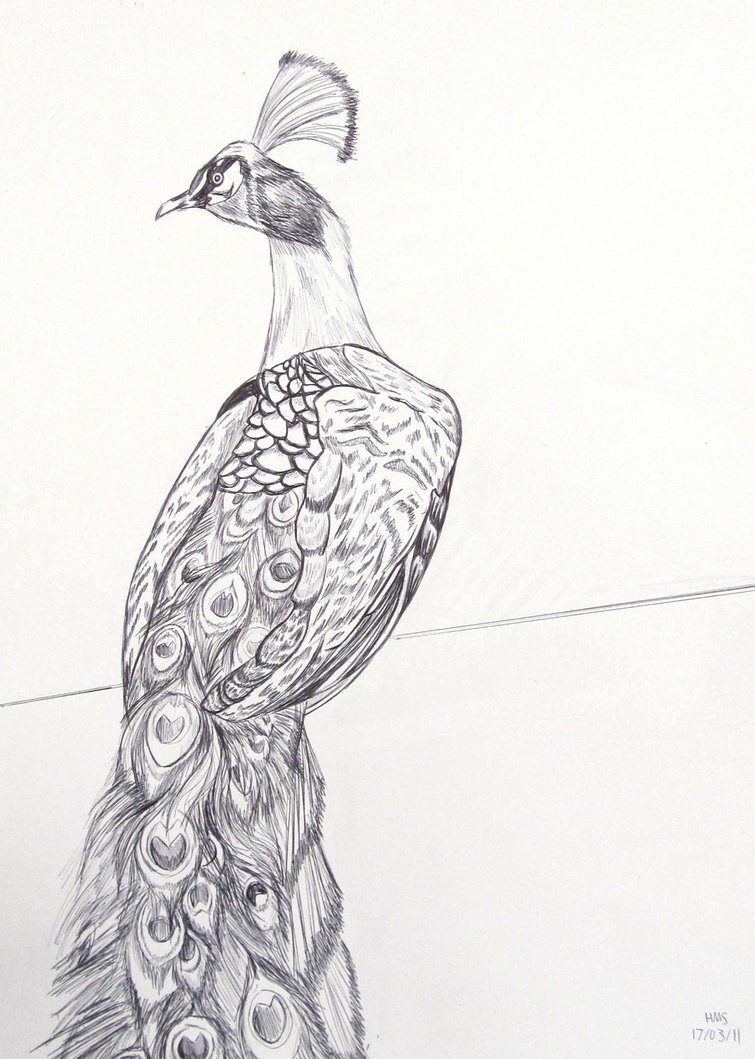 755x1059 Drawn Peacock Pencil Drawing - Peacock Pencil Sketch