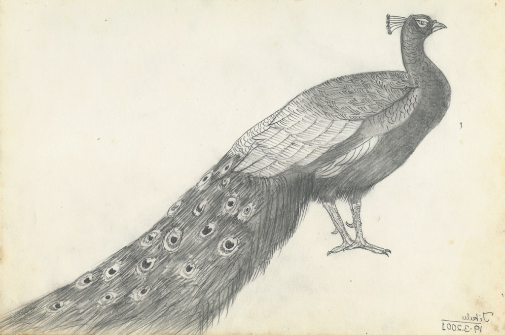 1024x680 Drawn Peacock Pencil Sketch - Peacock Pencil Sketch