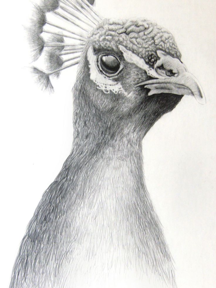 736x978 Drawn Peacock Pencil Sketch - Peacock Sketch