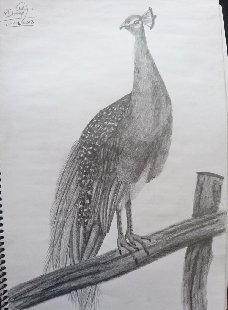 767x1041 Peacock Sketch By Momowolffreak - Peacock Sketch