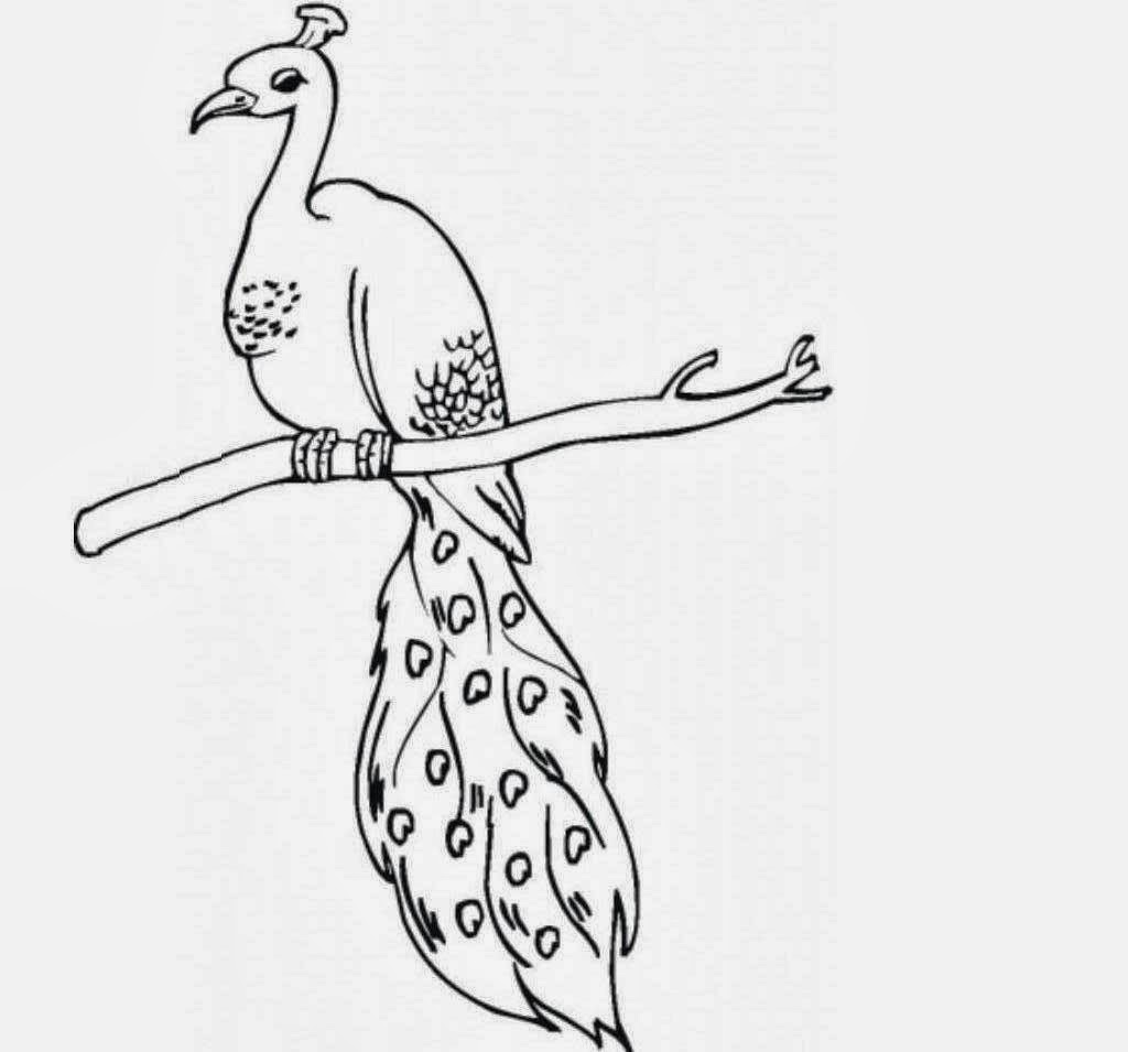 1024x955 Coloring Pages Gif Peacock Printable Coloring Pages For Kids - Peacock Sketch