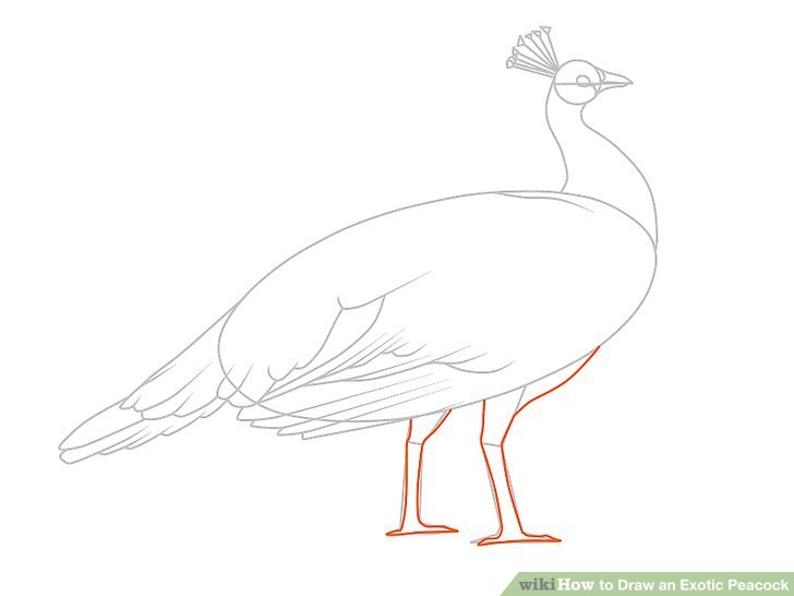 728x546 4 Ways To Draw An Exotic Peacock - Peacock Sketch