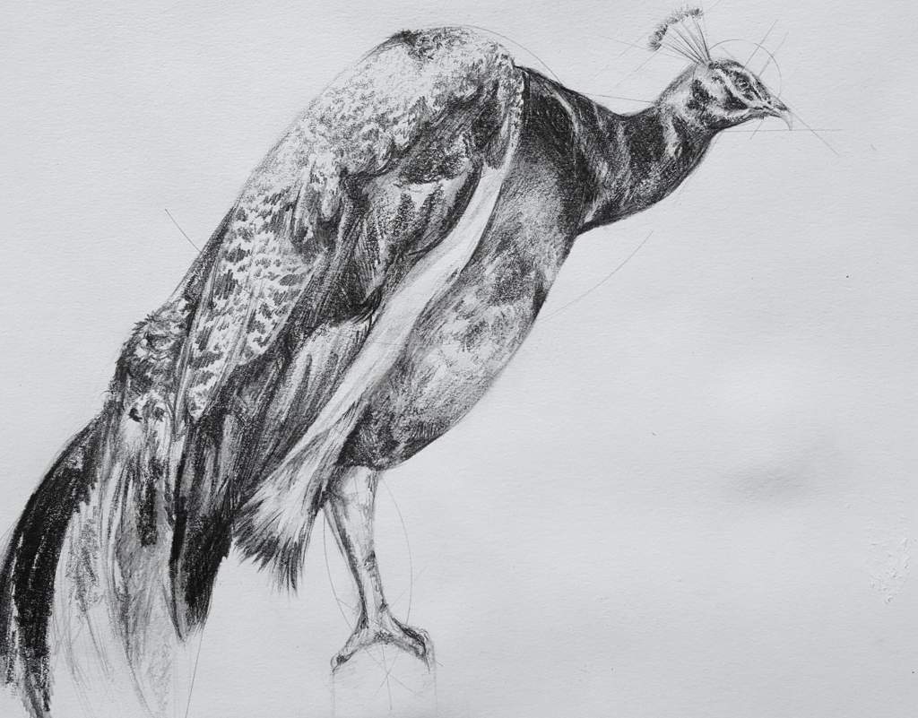 1024x801 Peacock Sketch Art Amino - Peacock Sketch