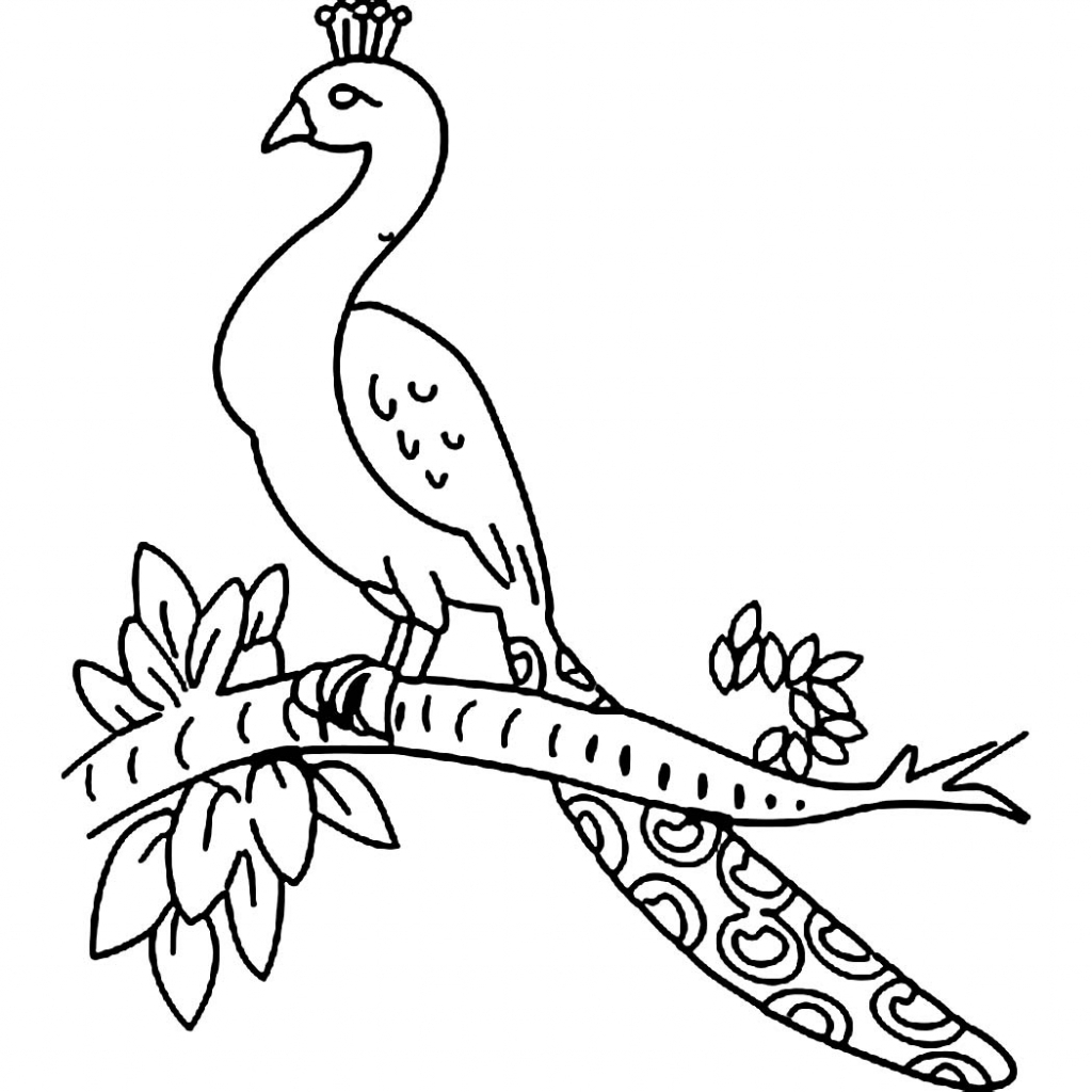 1024x1024 Drawing Pictures Of Peacock Peacock Drawing For Children How To - Peacock Sketch For Kids