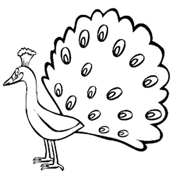 600x614 Drawn Cartoon Peacock Free Collection Download And Share Drawn - Peacock Sketch For Kids