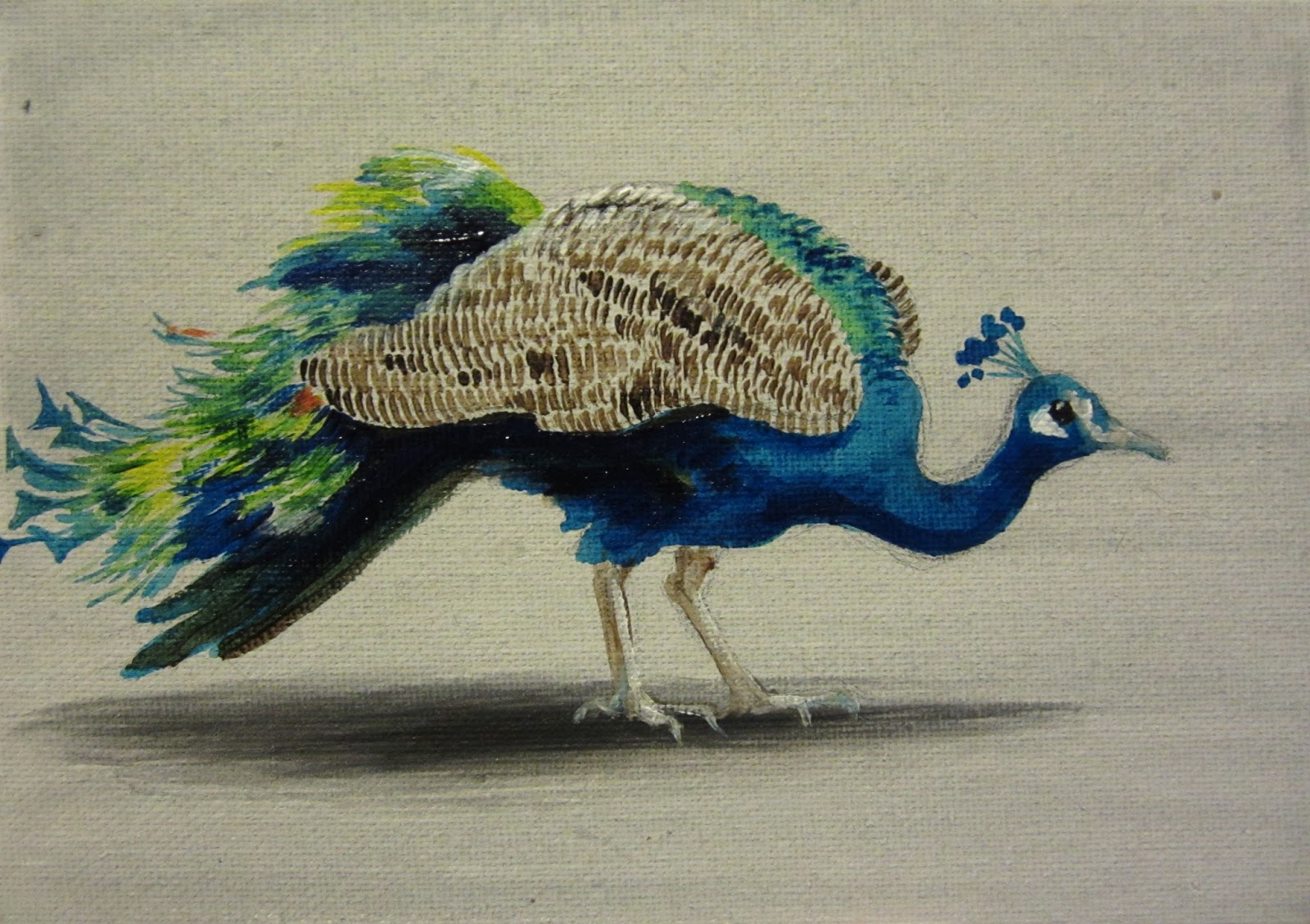 1600x1129 One Painting A Day Peacock Sketch - Peacock Sketch Images