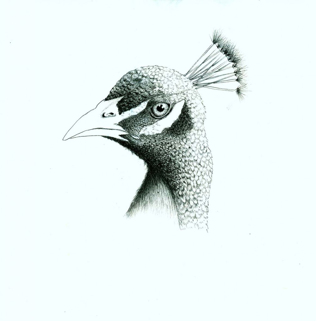 1007x1024 Peacock Sketch - Peacock Sketch Images