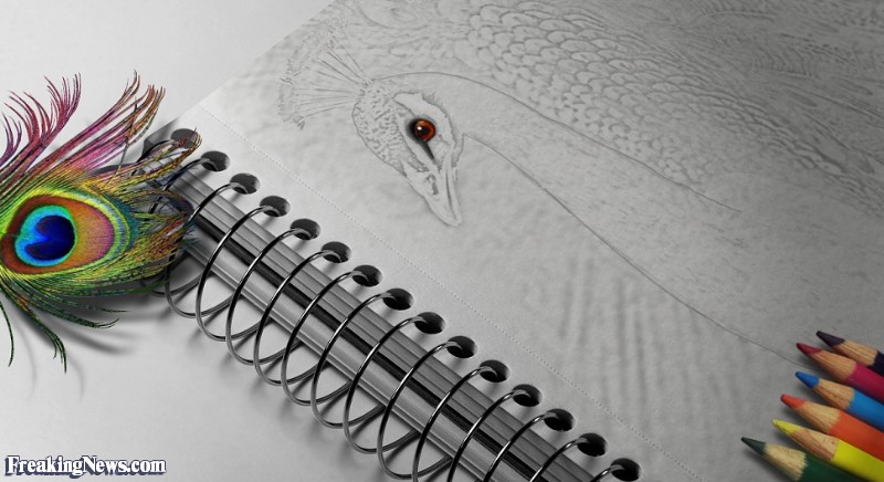 800x436 Peacock Sketch Book Pictures - Peacock Sketch Images