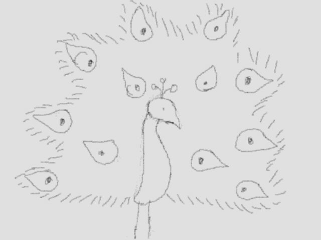 640x480 Peacock Sketch By Xlunarsurgex - Peacock Sketch Images