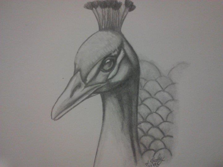 720x540 Peacock Sketch Wip By Sarahughey Art - Peacock Sketch Images