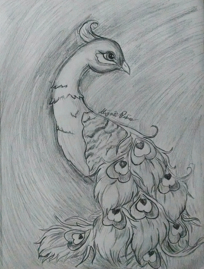 777x1024 Pencil Drawing Images Of Peacock Drawing A Peacock - Peacock Sketch Images