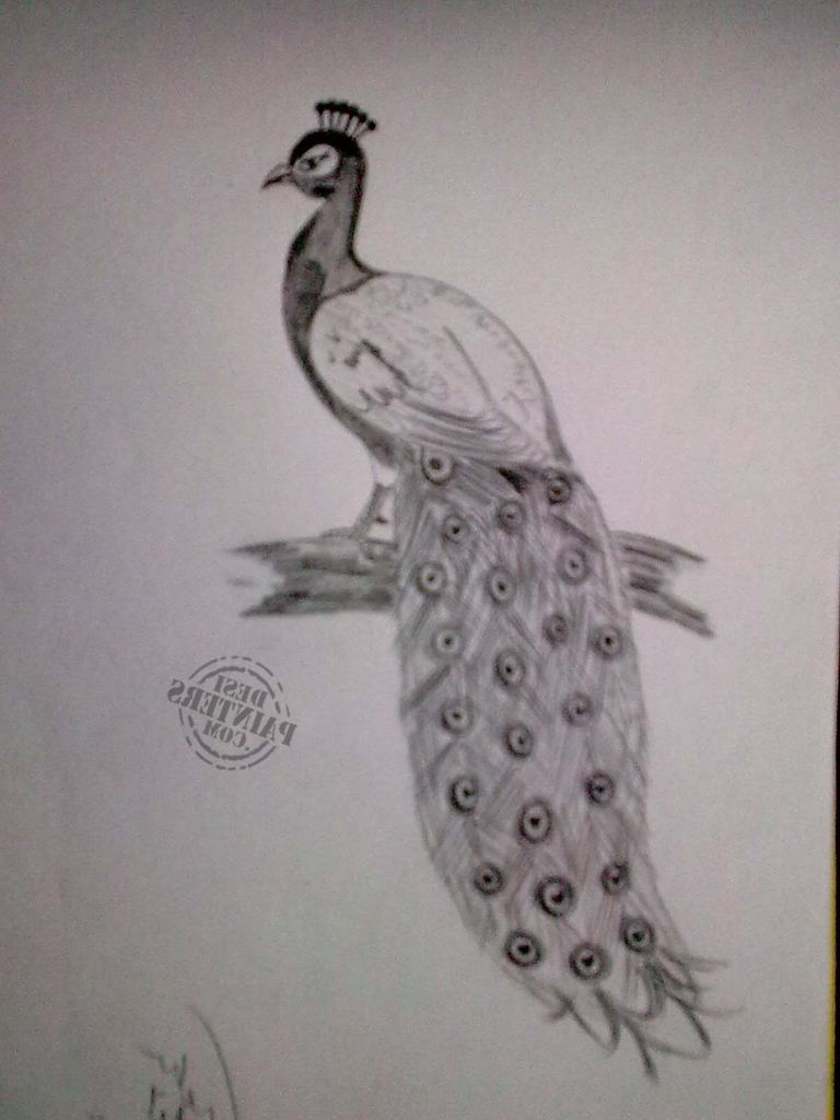 Peacock Sketch Images at PaintingValley.com | Explore collection of ...