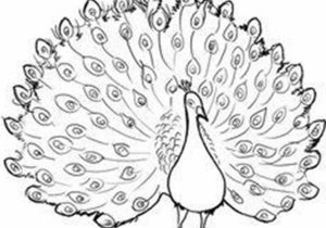 300x210 Dancing Peacock Sketch - Peacock Sketch Images