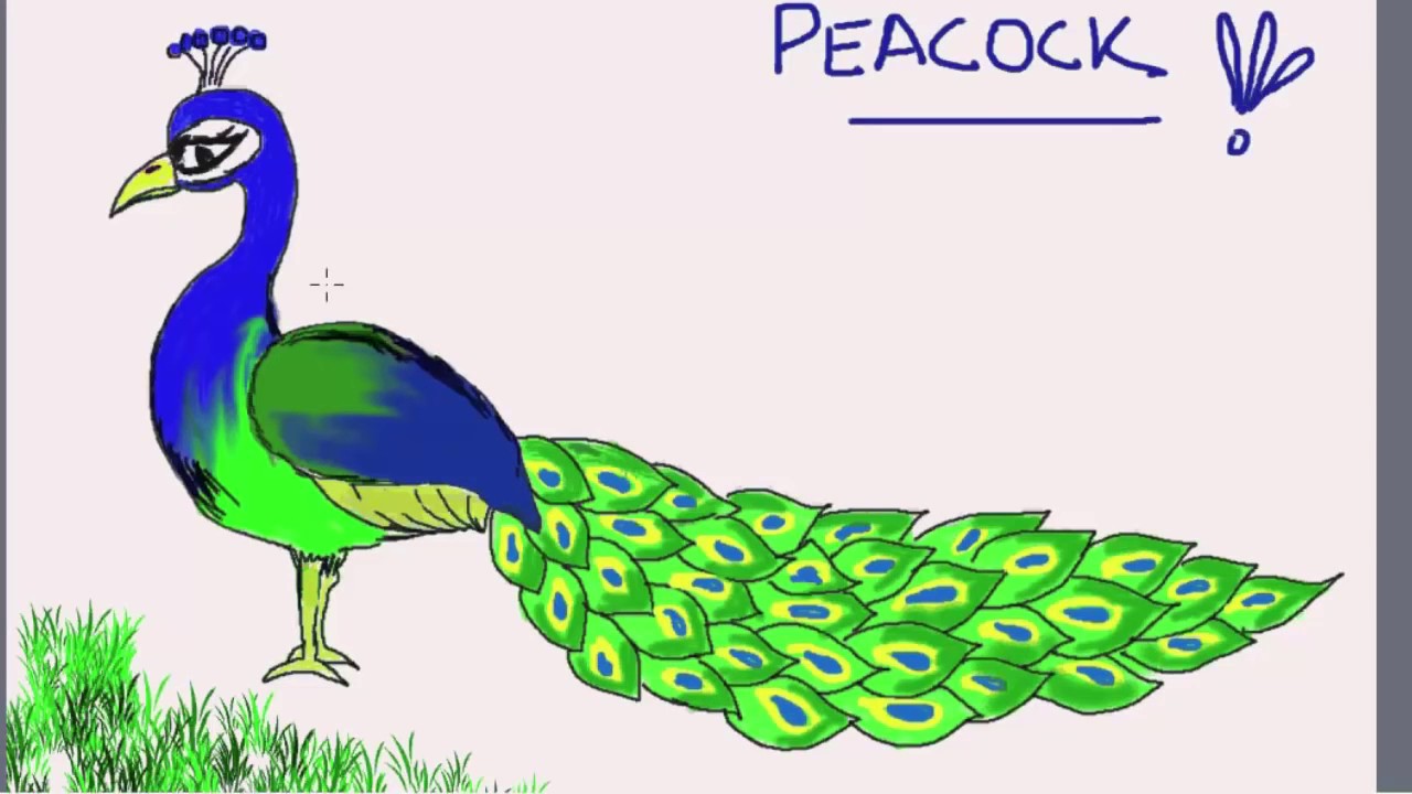 1280x720 How To Draw A Peacock - Peacock Sketch Step By Step