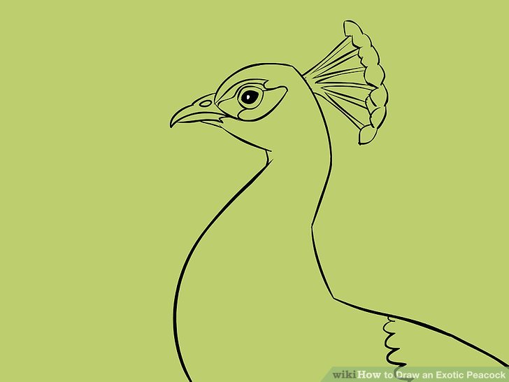 728x546 4 Ways To Draw An Exotic Peacock - Peacock Sketch Step By Step