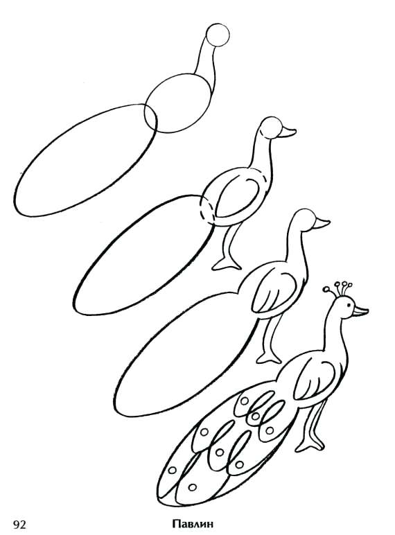 570x772 Peacock Pictures For Drawing How To Draw A Peacock Step By Step - Peacock Sketch Step By Step