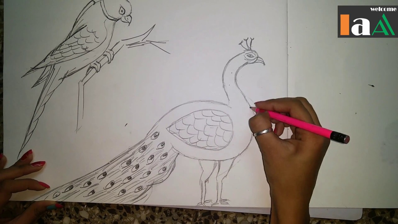 1280x720 Sketch And Draw Art Set Lovely How To Draw A Peacock And Parrot - Peacock Sketch Step By Step