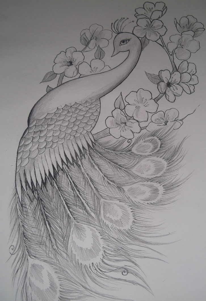 726x1059 Girly Peacock Tattoo Design By Emily Draws Things - Peacock Tattoo Sketch