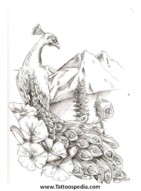 479x650 Peacock Tattoo Designs For Women 1 - Peacock Tattoo Sketch