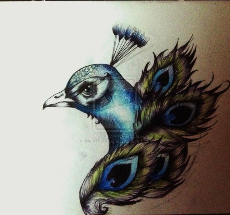 736x687 Colorful Peacock Head With Feather Tattoo Design By Meetthecreeperr - Peacock Tattoo Sketch