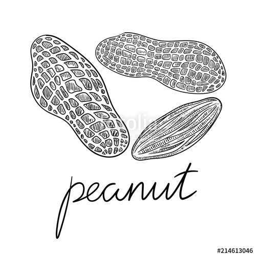 500x500 Hand Drawn Peanuts Sketch Isolated On White. Stock Image And - Peanut Sketch