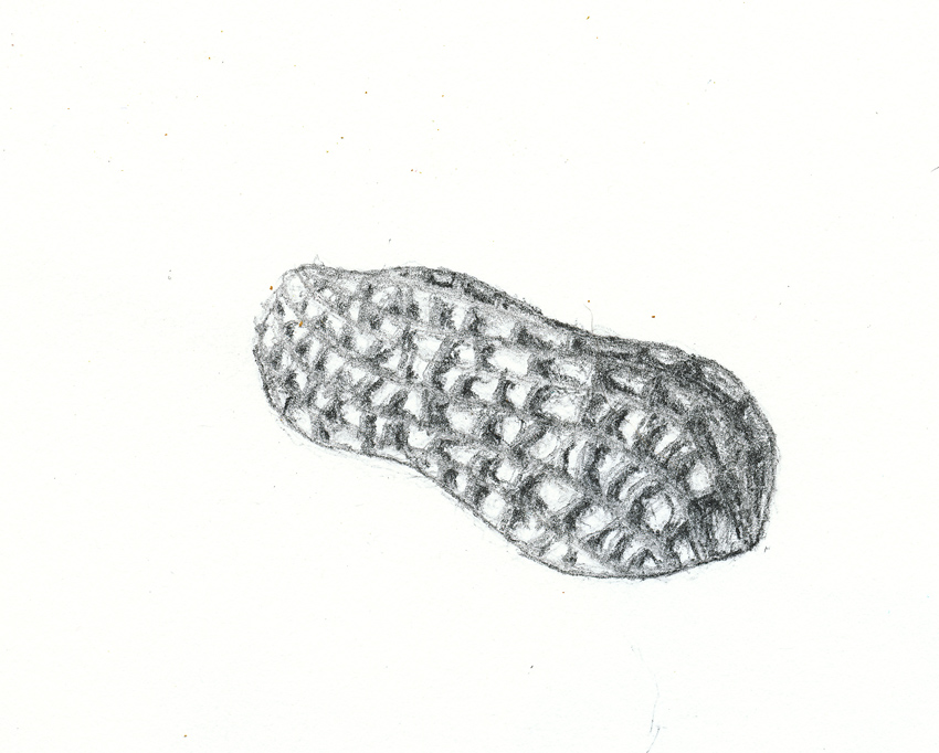 850x682 Nuncketest Pencil Peanut - Peanut Sketch