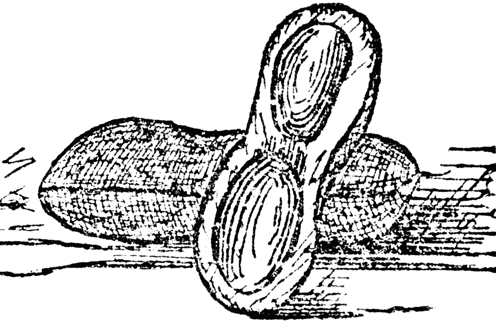 1024x666 Peanut Clipart Etc - Peanut Sketch