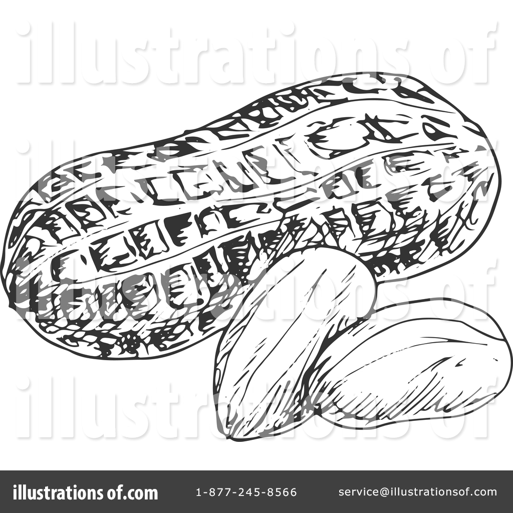 1024x1024 Peanut Clipart Sketch - Peanut Sketch