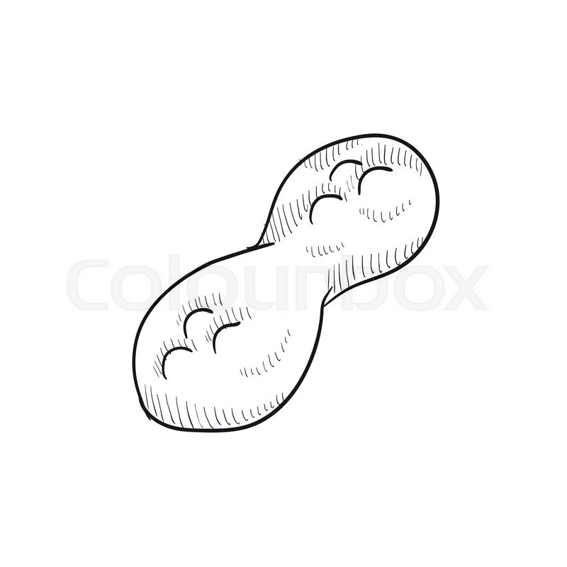 800x800 Peanut Vector Sketch Icon Isolated On Background. Hand Drawn - Peanut Sketch