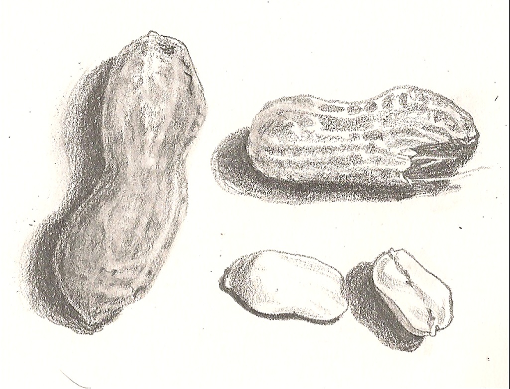 1025x783 Sketch A Day 2011 Feb. 13, 2011 - Peanut Sketch