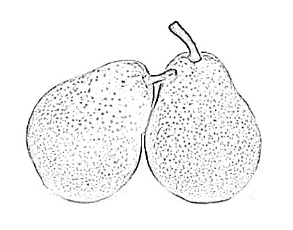 421x331 Pear Fruit Sketch - Pear Sketch