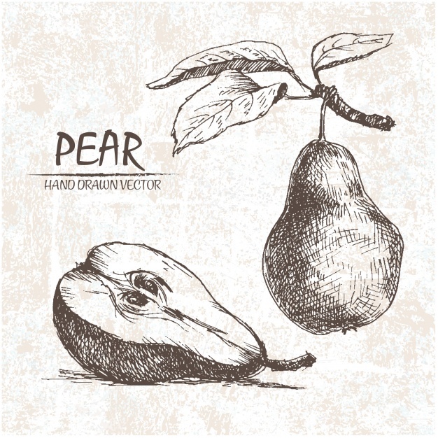 626x626 Pear Vectors, Photos And Psd Files Free Download - Pear Sketch
