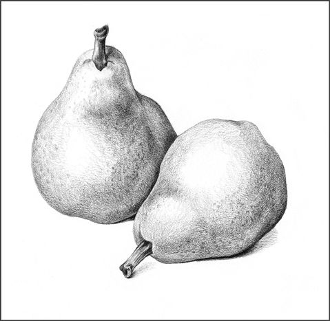 479x467 Drawn Pear Sketch - Pear Sketch
