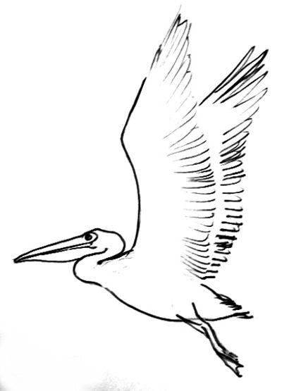 410x555 Flying Pelican Line Drawing Art In 2018 Drawings - Pelican Sketch