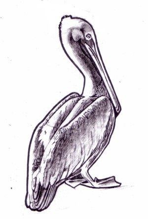 300x442 Free Printable Pelican Drawing. Printables - Pelican Sketch